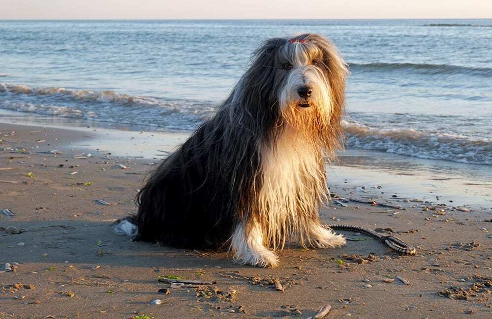 Породы дорогих собак (ч.4)