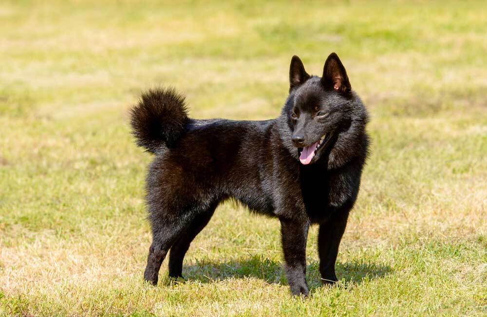 Породы дорогих собак (ч.4)