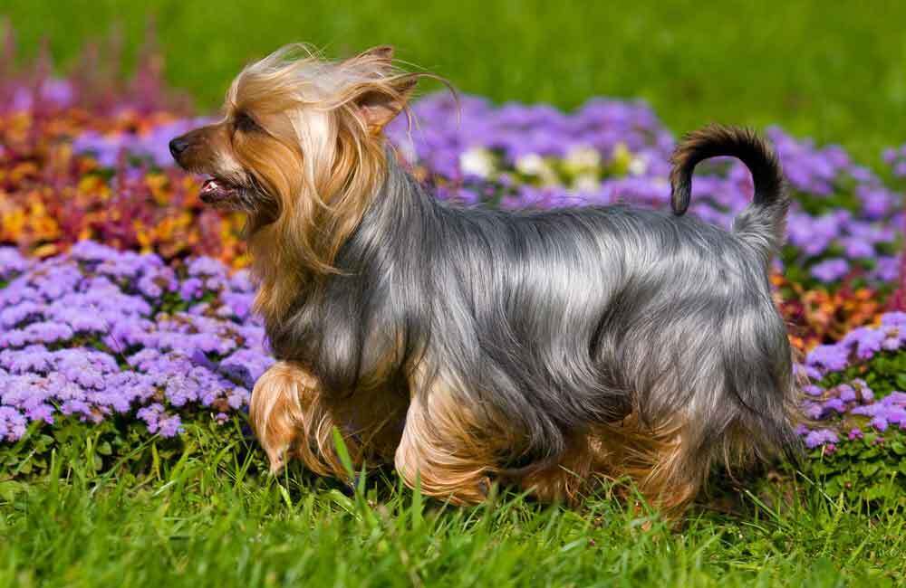 Породы дорогих собак (ч.4)