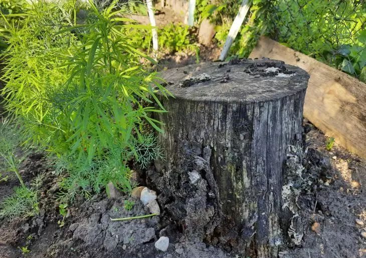 Мешающие пни на участке: удалены в течение 3 минут знающим человеком по методу Циолковского