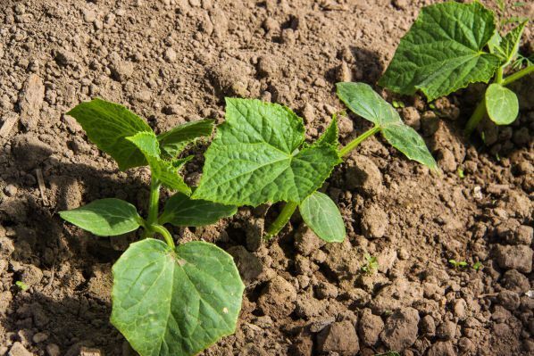 3 метода стратификации семян, о которых вы могли не знать: как получить дружную рассаду