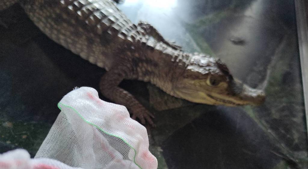 В середине трапезы я с удивлением увидел, что крокодил выпрыгнул наружу, и властный гость был пойман живым на месте.