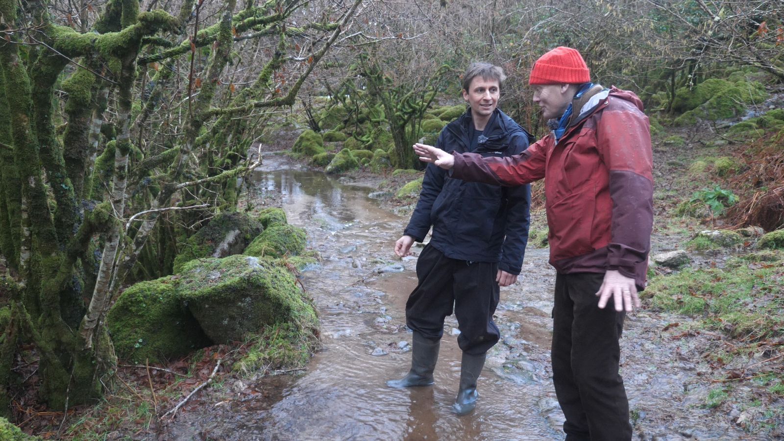 «Скрытые жемчужины»: тропические леса все еще существуют в Великобритании — вот где вы можете их найти