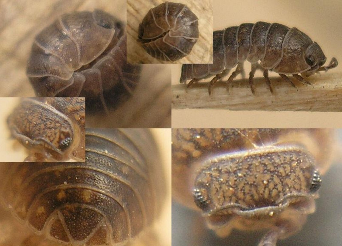 В России нашли новый вид животных