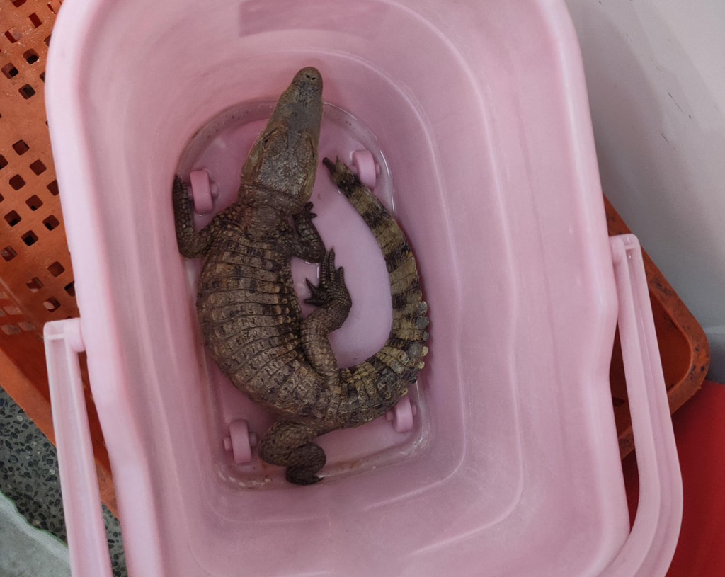 В середине трапезы я с удивлением увидел, что крокодил выпрыгнул наружу, и властный гость был пойман живым на месте.