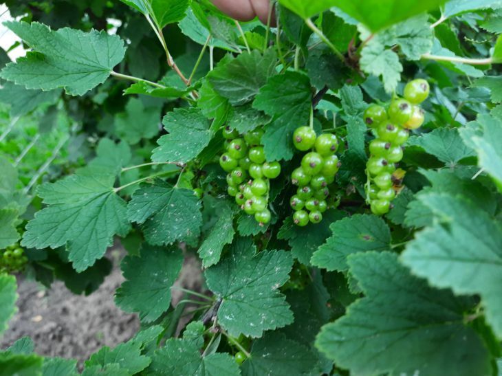 Что делать с кустами крыжовника после сбора урожая. что-то важное