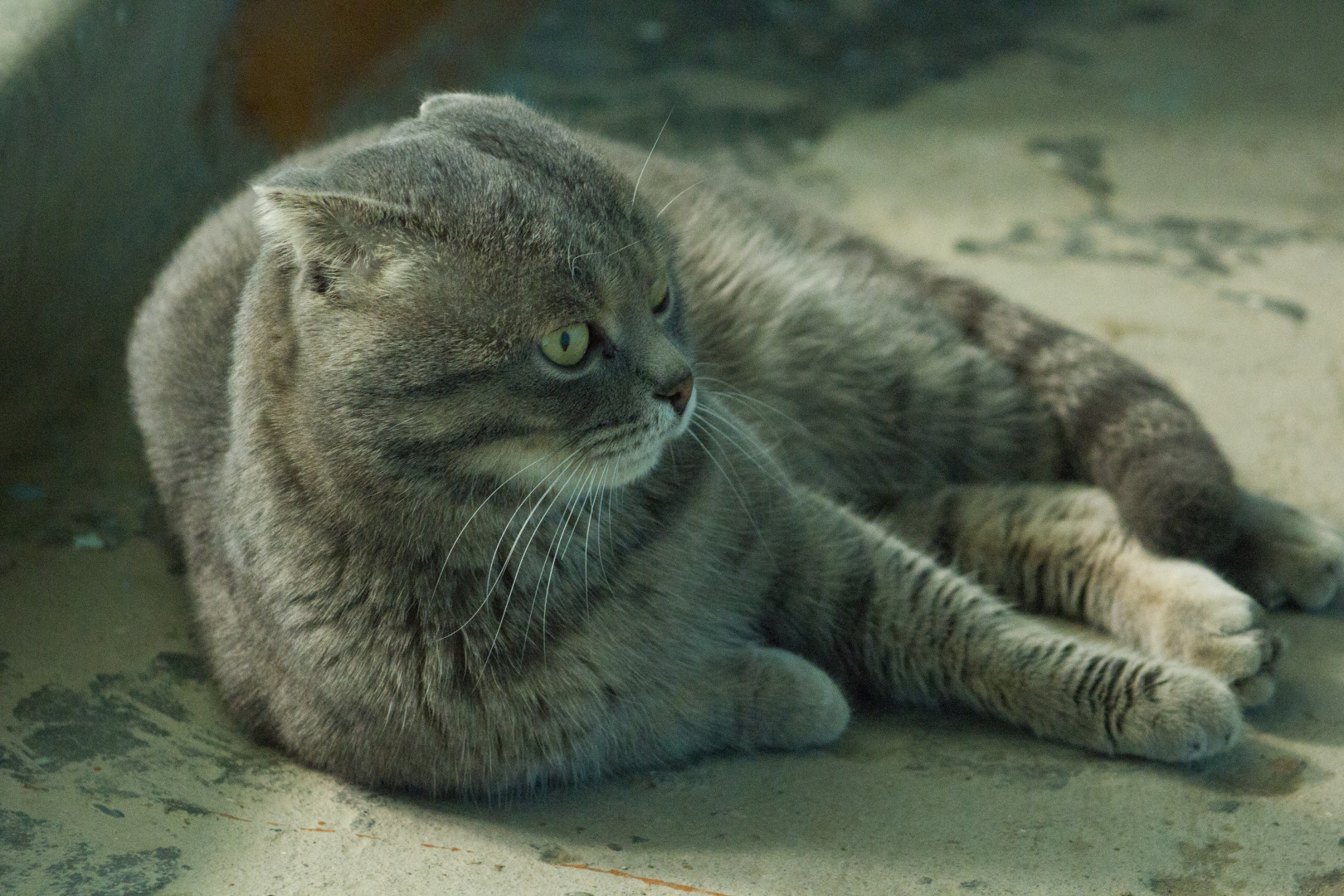 Британский Кот "Кокос".