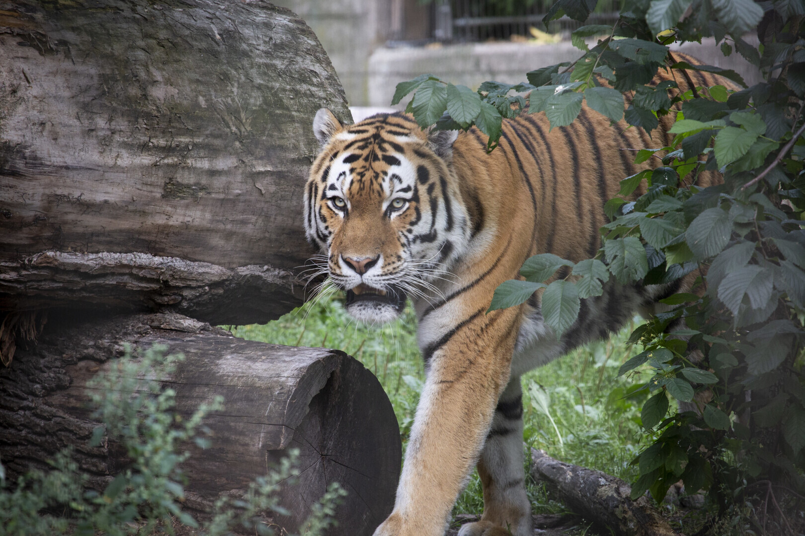 Удивительный зоопарк Хельсинки – Коркеасаари
