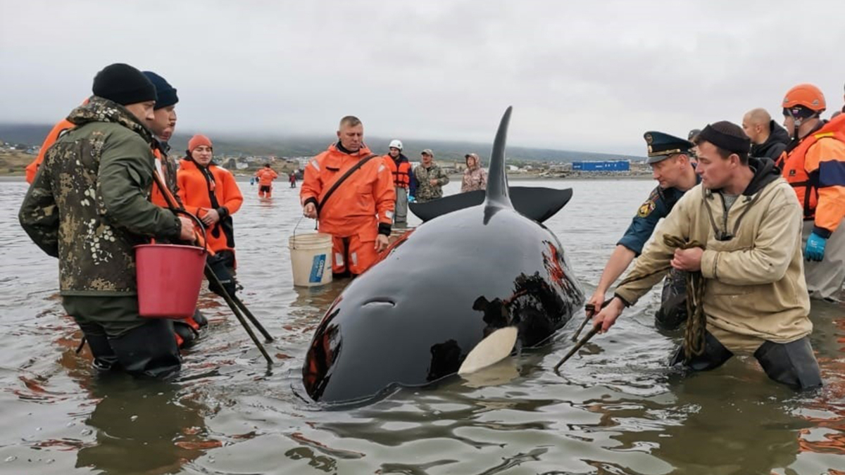 SeaWorld опубликовала дополнительные подробности о косатке, найденной мертвой на пляже Флориды. Что же твориться в океане?