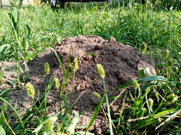 Кроты убегут навсегда: вот растение, которое они не выносят