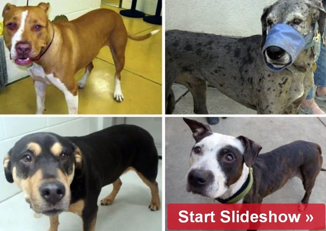 Общемировой Не подходит для семьи: Породы собак, которые не очень хорошо ладят с детьми