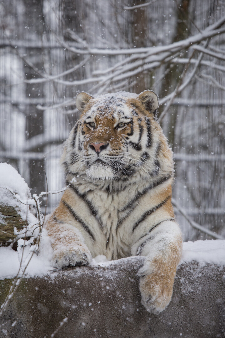 Удивительный зоопарк Хельсинки – Коркеасаари