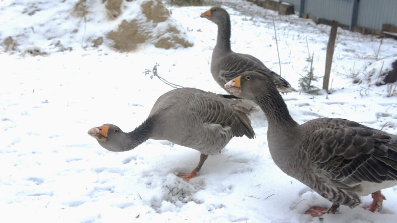 Как гусь победил лебедя: Рождественская сказка