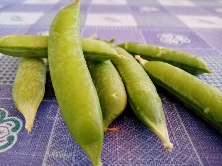 Как собрать богатый урожай фасоли: 3 совета опытного дачника