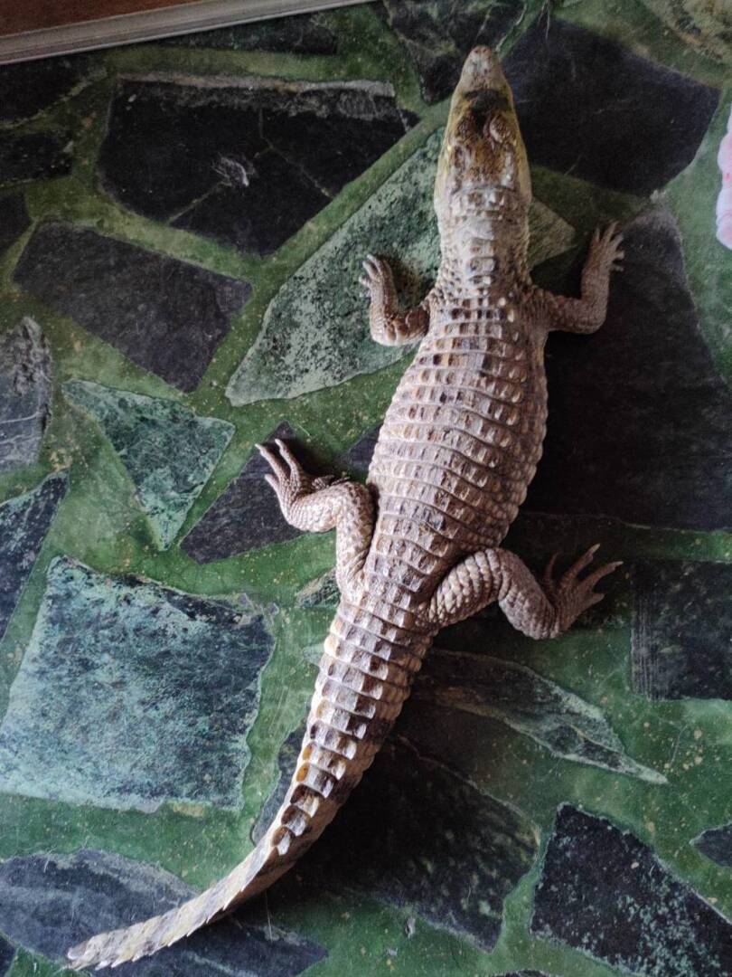 В середине трапезы я с удивлением увидел, что крокодил выпрыгнул наружу, и властный гость был пойман живым на месте.