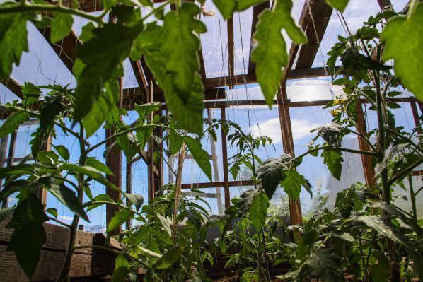 Как правильно разместить рассаду на подоконнике: правила, которые должен знать каждый огородник