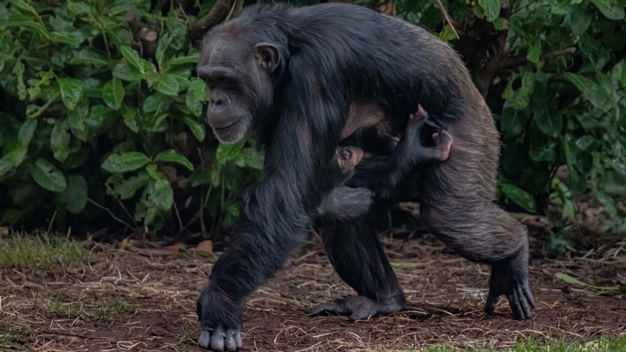 Честерский зоопарк объявил о рождении находящегося под угрозой исчезновения западного шимпанзе. Вымирающий вид животных находится под риском вымирания