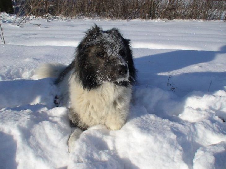 Действительно ли собаки думают, что люди плохие?