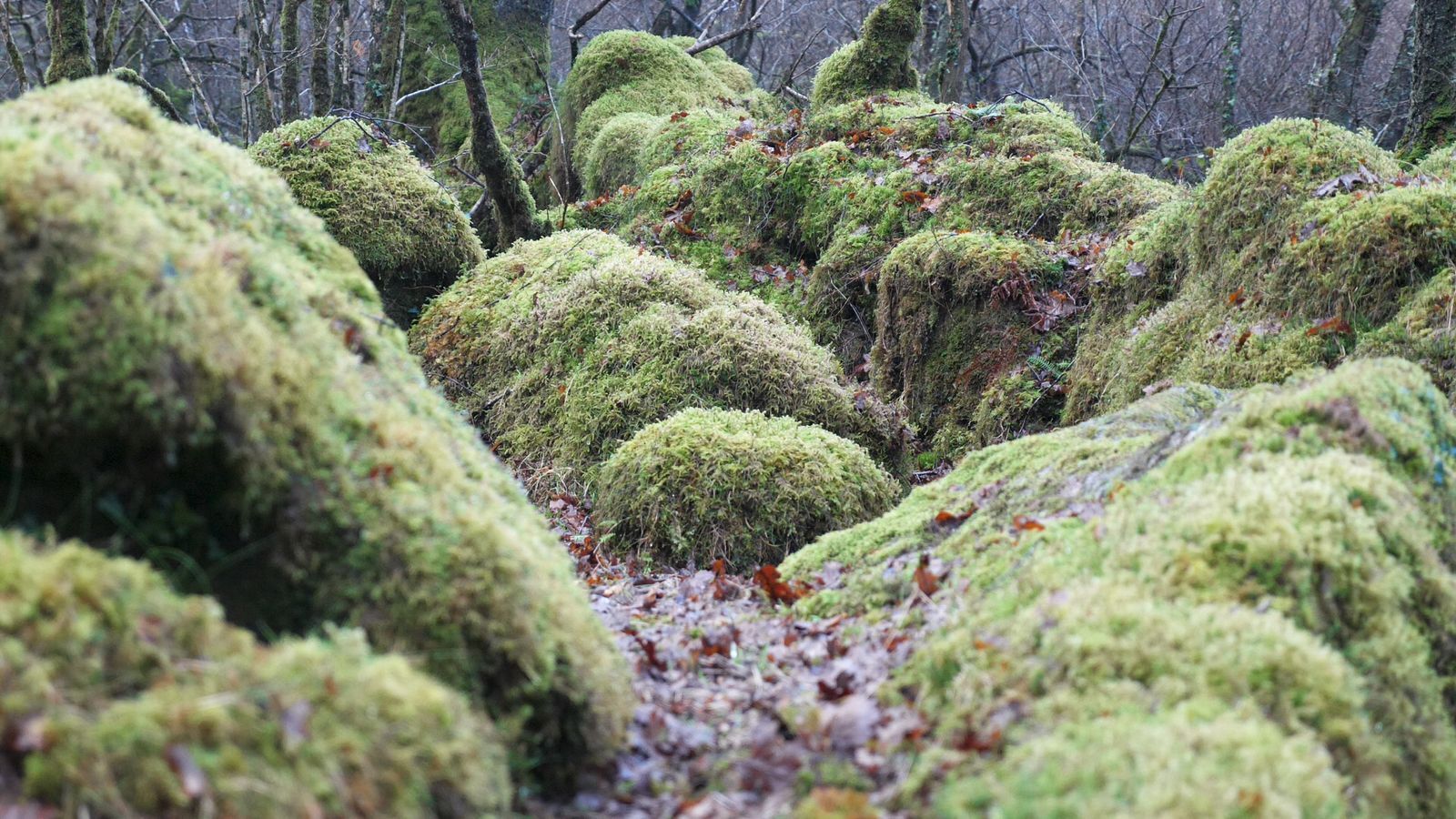 «Скрытые жемчужины»: тропические леса все еще существуют в Великобритании — вот где вы можете их найти