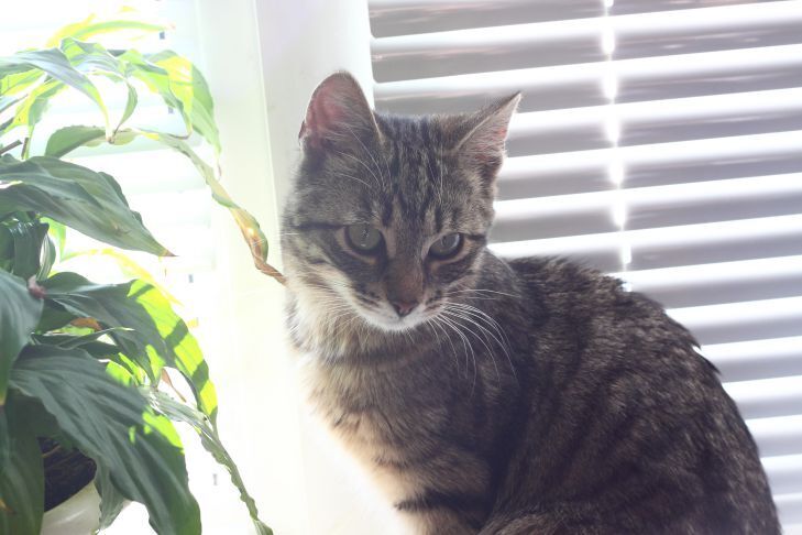 Почему кошки более послушны женщинам?