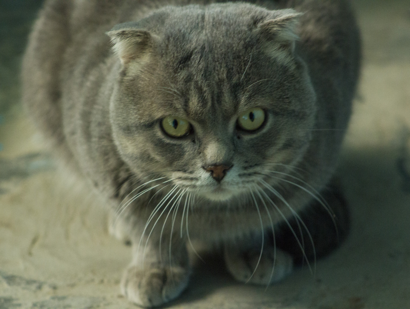 Британский Кот "Кокос".