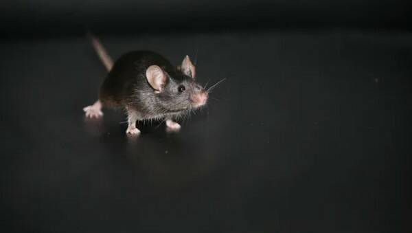 Триумфом для защитников прав животных?! Испытания на животных больше не требуются для одобрения лекарств.