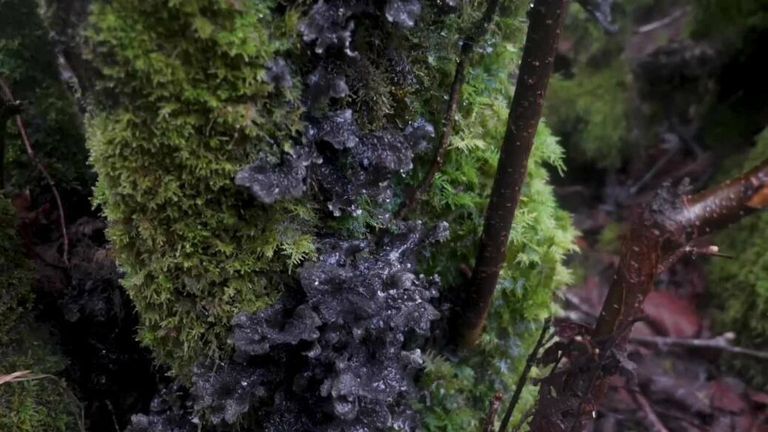 «Скрытые жемчужины»: тропические леса все еще существуют в Великобритании — вот где вы можете их найти