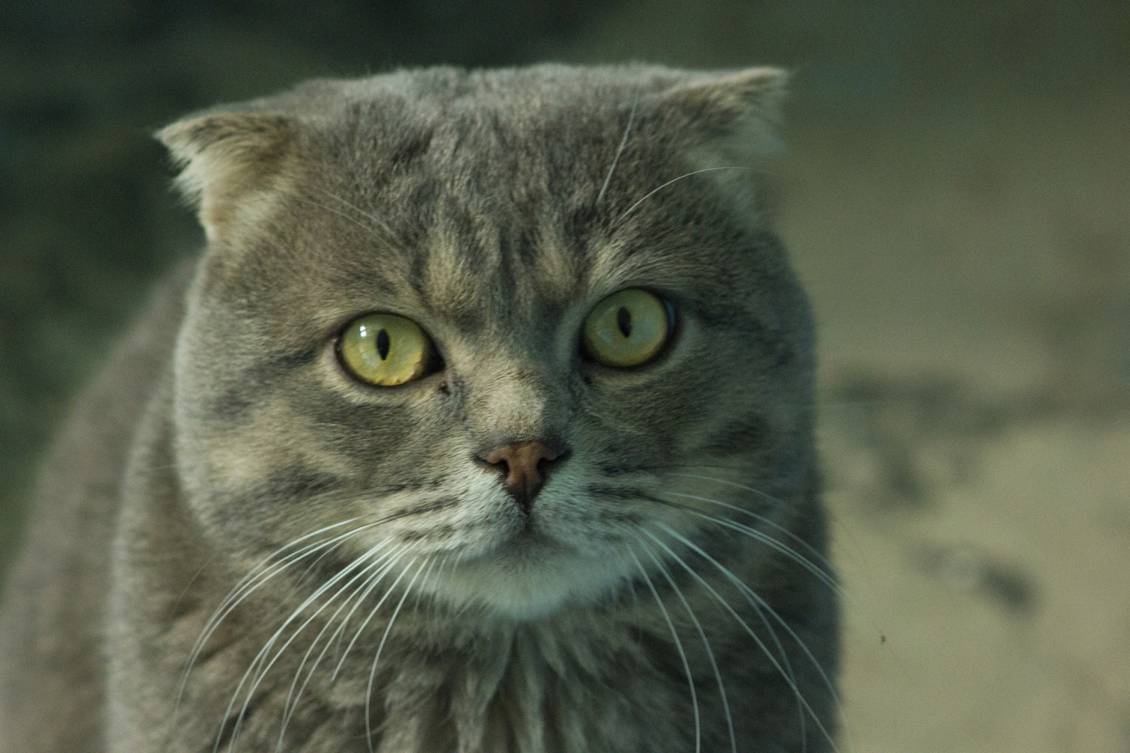 Британский Кот "Кокос".