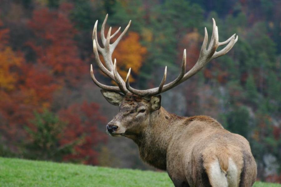 Человек наносит удар ножом беззащитному олененку - видео вызвало шумиху.