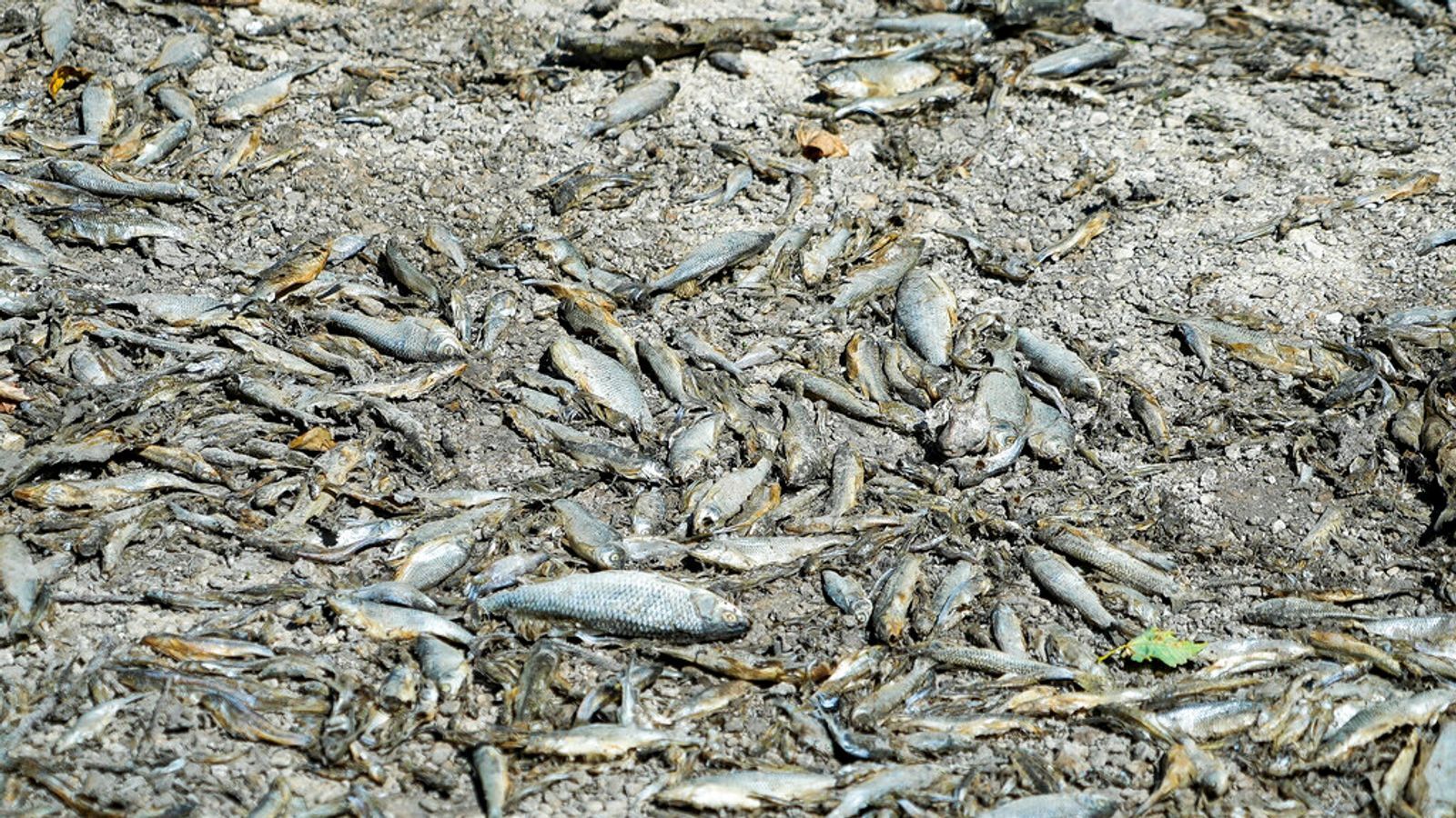 Как 2022 год продолжал бить новые рекорды экстремальной погоды в «более изменчивом и нестабильном мире»