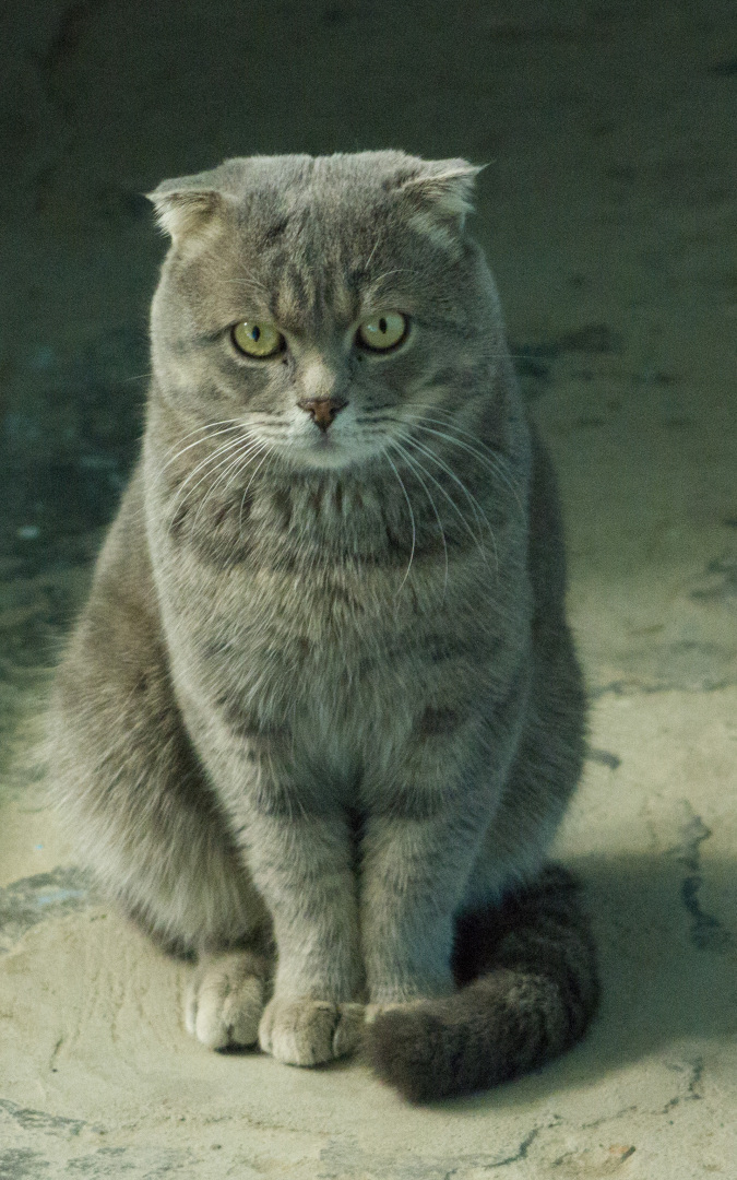 Британский Кот "Кокос".