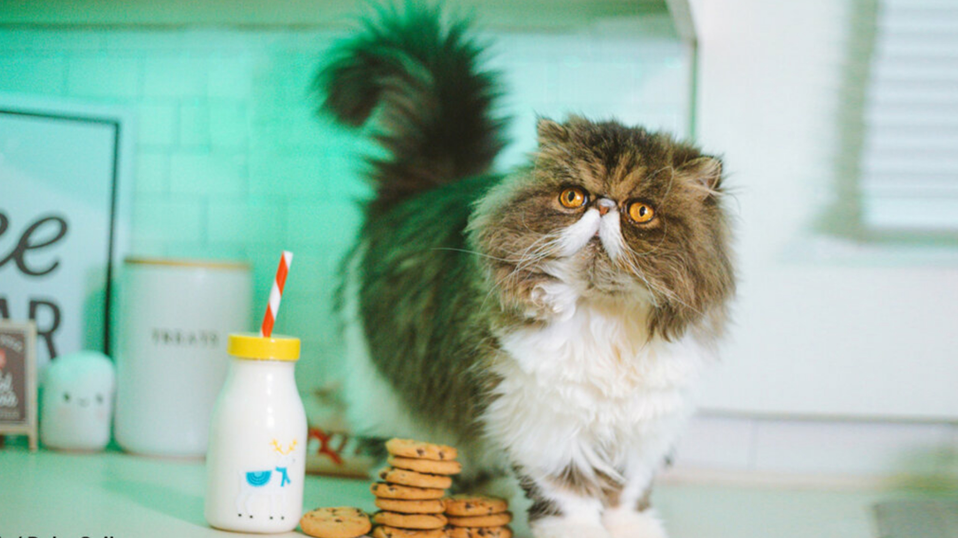 Советы о том, как помочь вашей кошке похудеть