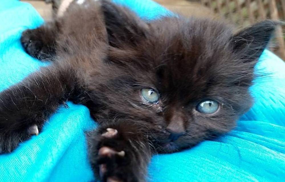 Котенок, спасенный посреди дороги, доставлен к ветеринару с травмами головы