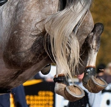 Зачем лошадям нужны подковы?