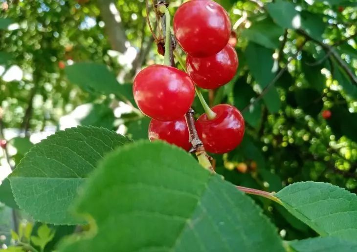 Можно ли сажать вишню и изюм рядом: жучки не дают увидеть урожай