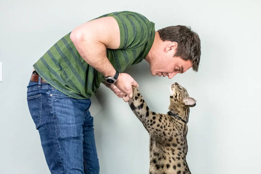 Самая высокая в мире домашняя кошка.