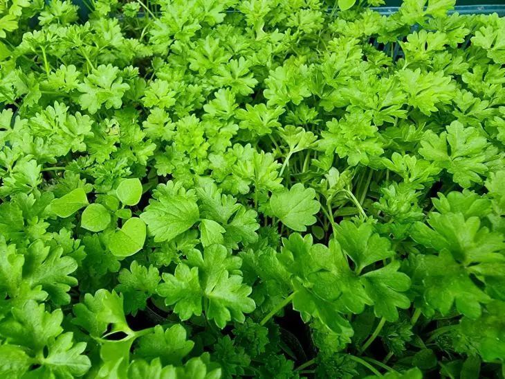 Чем посыпать грядки, чтобы петрушка была сочная и сочная