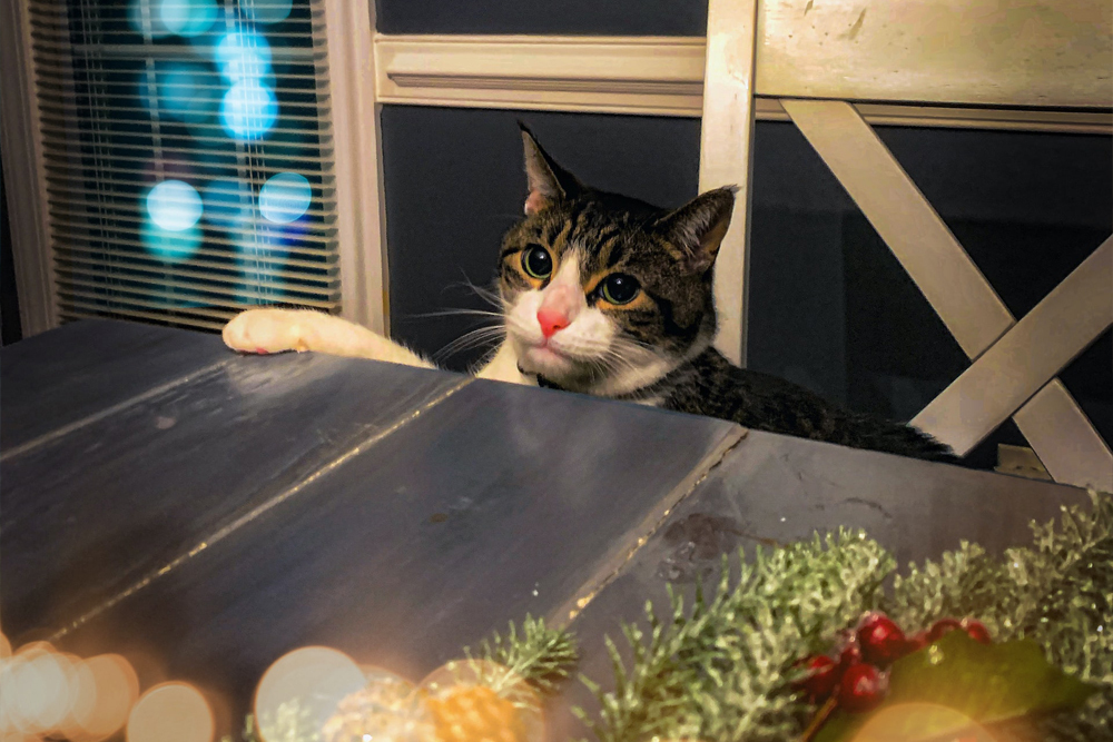 Советы о том, как помочь вашей кошке похудеть