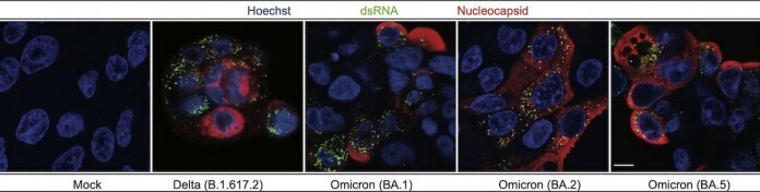 Соединения, способные остановить заражение клеток человека вирусом COVID, обнаружены в морской губке