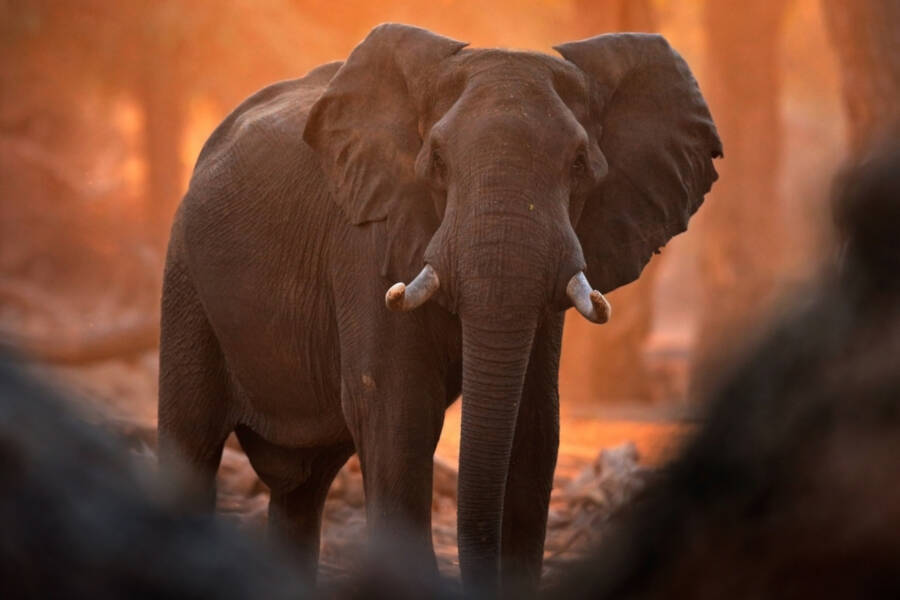 Дикий слон затоптал насмерть индийскую женщину.
