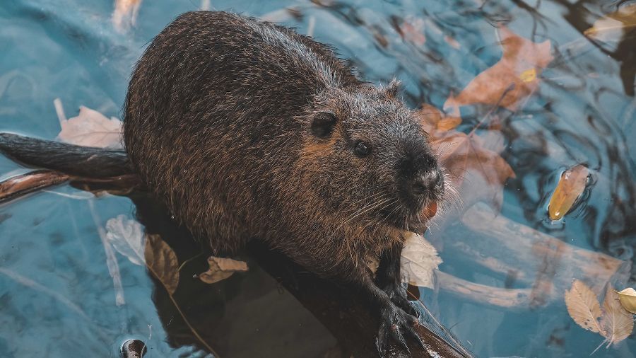Но некоторые красные пищевые красители и искусственные экстракты ванили нельзя