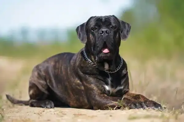 10 фантастических пород собак, о которых вы никогда не слышали!