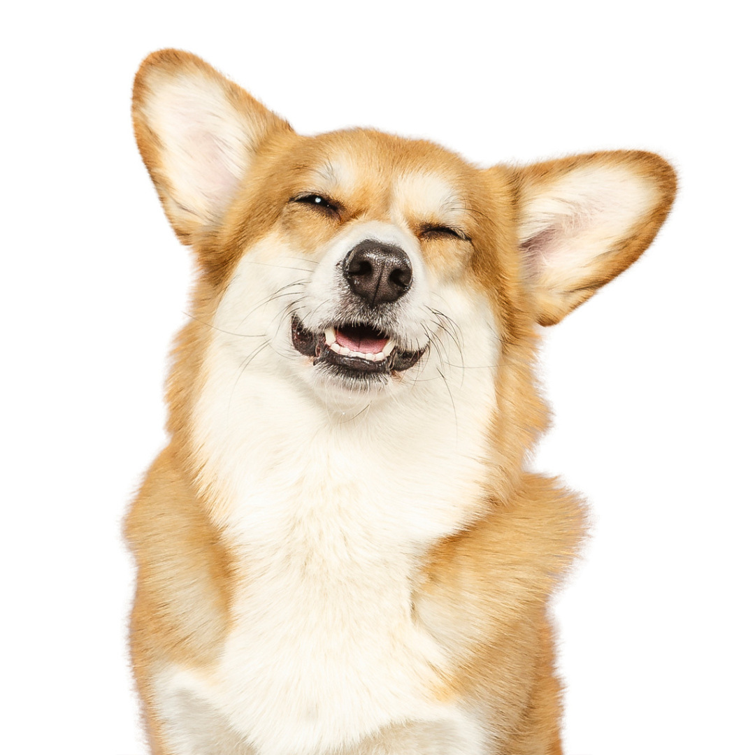 Пять причин, почему не стоит заводить Корги