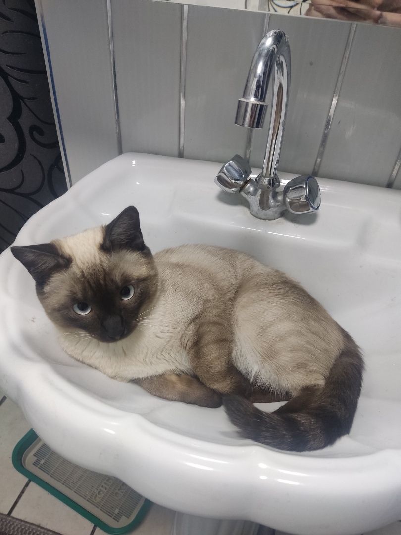 Домашние животные: усыновление и уход