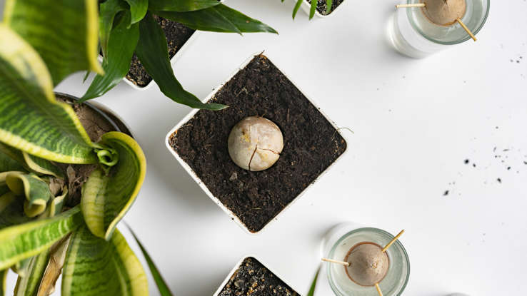 Как вырастить авокадо из семени? Шесть простых шагов: