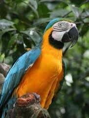 Интересные факты о попугаях.