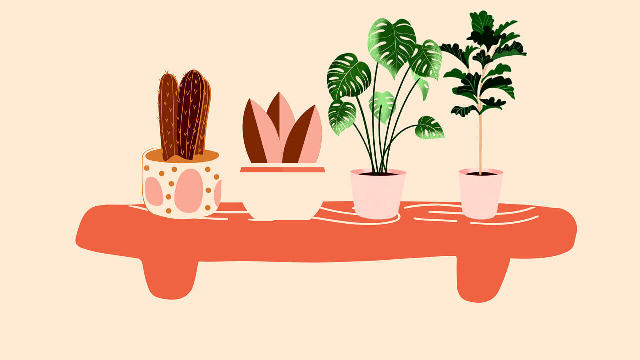 Комнатные растения, вся польза для здоровья и как их выбрать