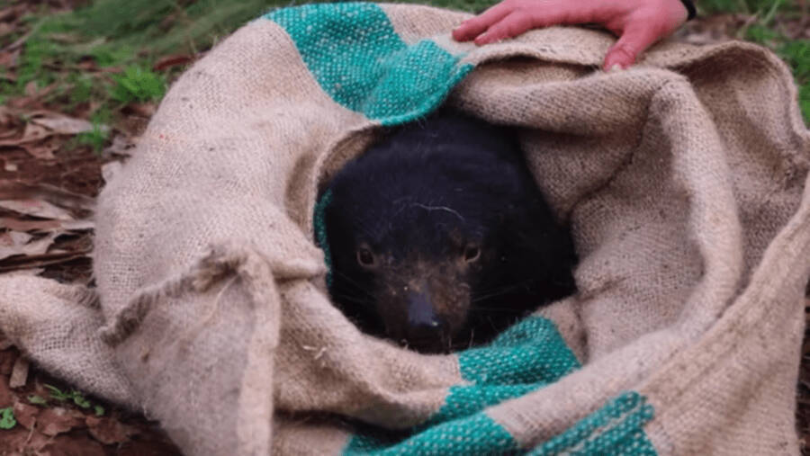 Тасманийские дьяволы вновь появились.