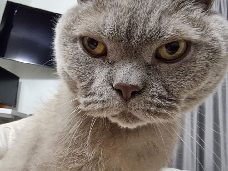 Очень неприятное поведение хозяина у кошек: будьте осторожны