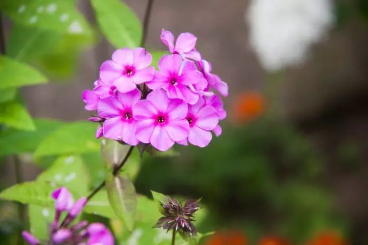 Зачем класть спички в горшочки: хитрость, которую знают не все